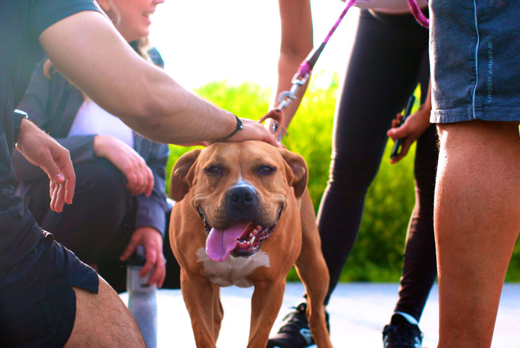 lifestyle-active-dog